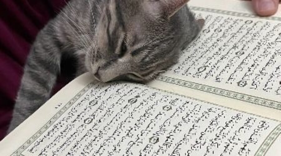 Menemukan Kedamaian di Tengah Riuhnya Dunia